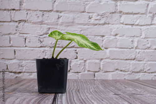 Syngonium podophyllum or Tricolor Nephthytis in a black mini potted placed on a wooden floor with a white brick wall background. Space for text. photo