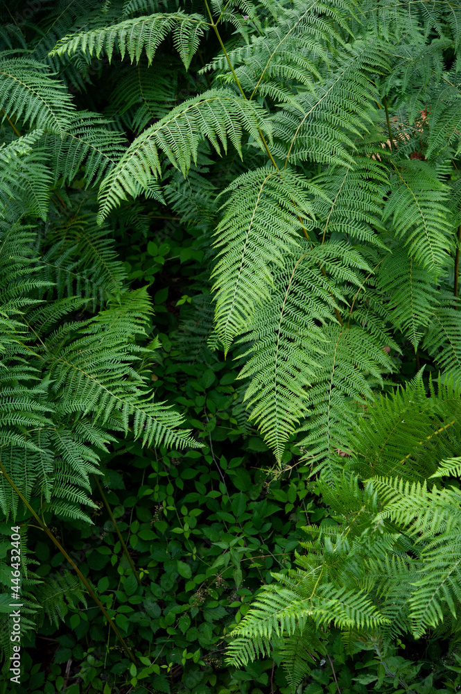 Pteridophyta is a vascular plant that lives in the underwood. Vertical shot.. Pteridophyta is a vascular plant that lives in the underwood. Vertical shot..