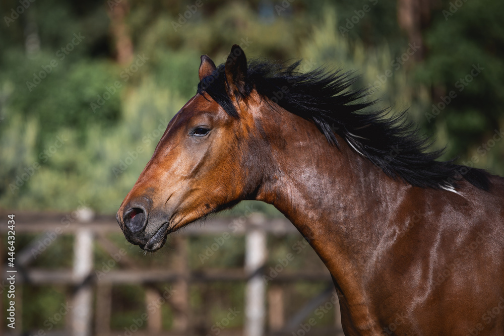 Obraz premium closeup portrait of young pinto gelding horse on forest background in the morning in summer