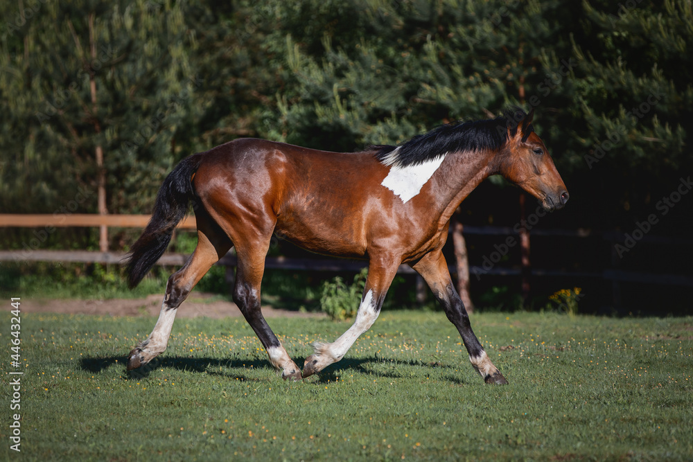 portrait of young pinto gelding horse trotting in green field in paddock on forest background in the morning in summer portrait of young pinto gelding horse trotting in green field in paddock on forest background in the morning in summer