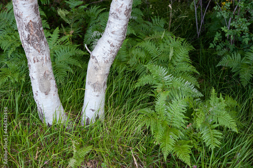 Fototapeta premium Pteridophyta and birch tree (white bark trunk detail) create a beautiful contrast to the foliage..