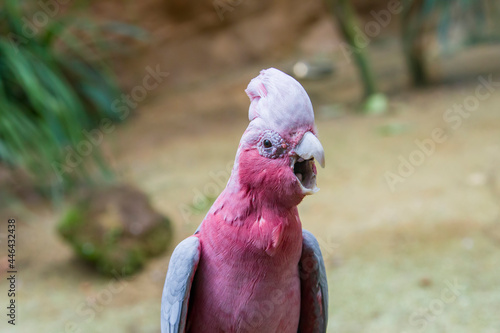 The galah (Eolophus roseicapilla) closeup image.
The galah is one of the most common and widespread cockatoos, and it can be found in open country in almost all parts of mainland Australia.  photo