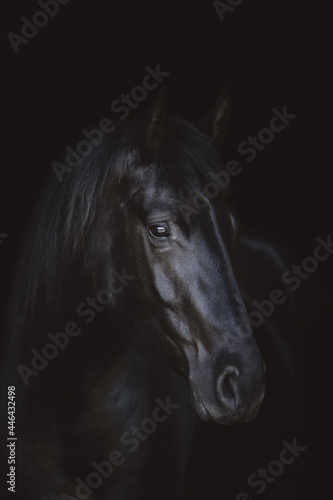 art portrait of young friesian mare horse isolated on dark black background