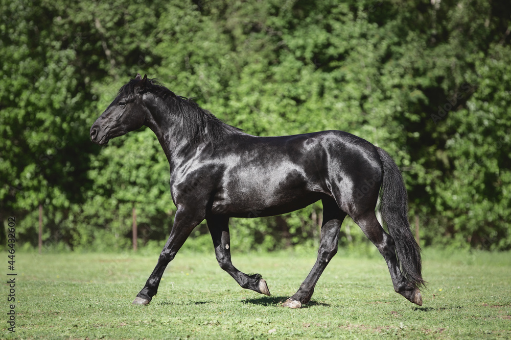 portrait of young friesian mare horse trotting in green meadow in summer