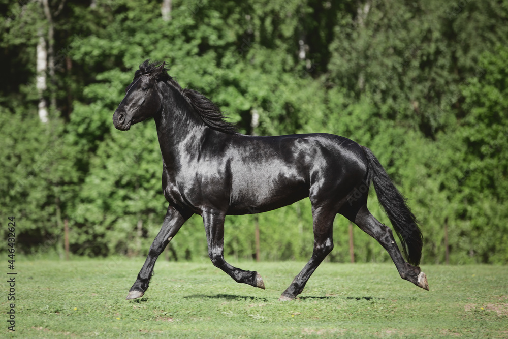 portrait of young friesian mare horse trotting in green meadow in summer portrait of young friesian mare horse trotting in green meadow in summer
