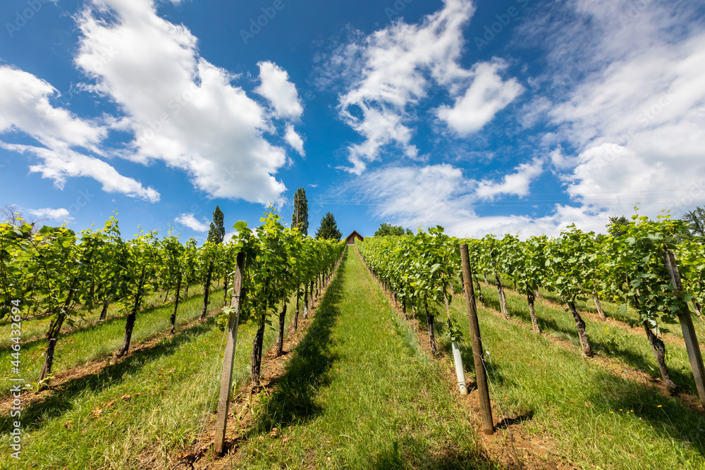 summer in vineyard in southern styria, an old wine growing country in austria named südsteirische weinstrasse