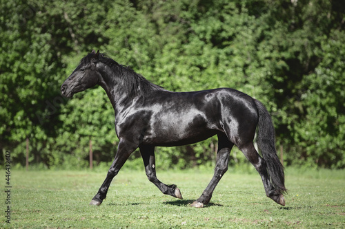 portrait of young friesian mare horse trotting in green meadow in summer