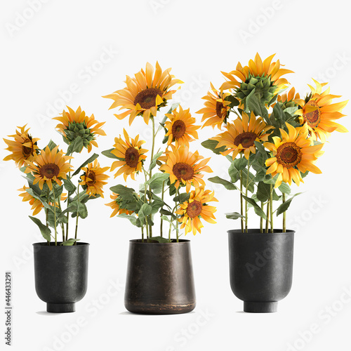 3D illustration of Sunflowers in a rusty flowerpot isolated on white background 