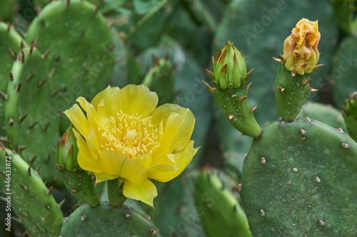 Yellow flower of prickly pear cactus.