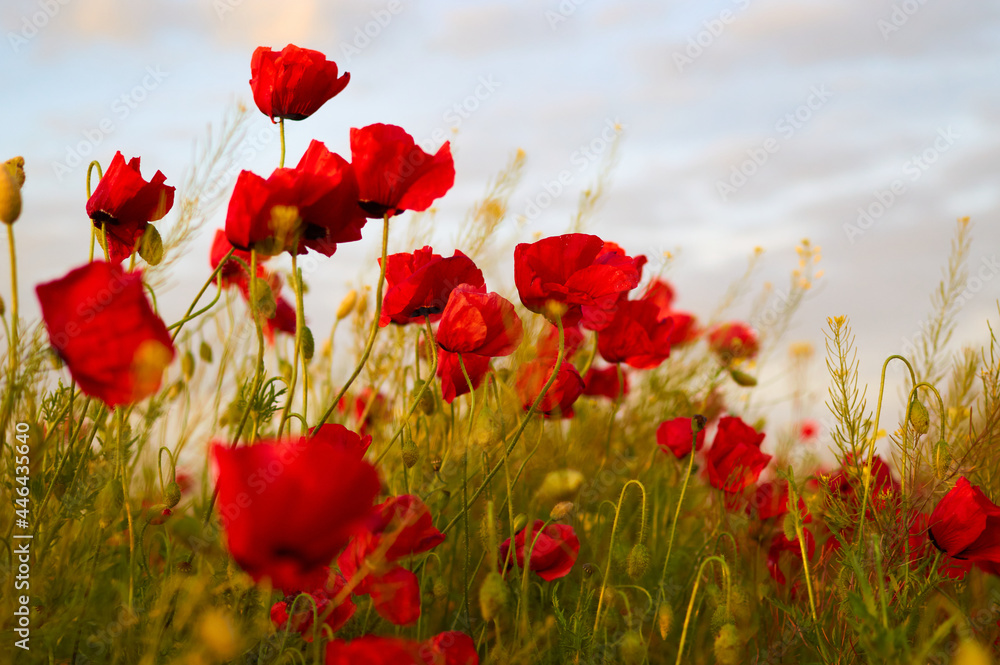 close up of red poppy flowers in a field sky in background