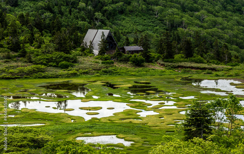 花の百名山火打山高谷池stock Photo Adobe Stock