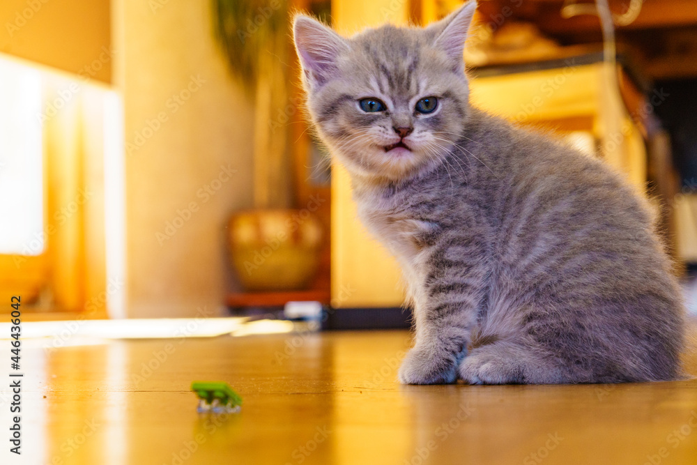 Gray british cat kitten at home