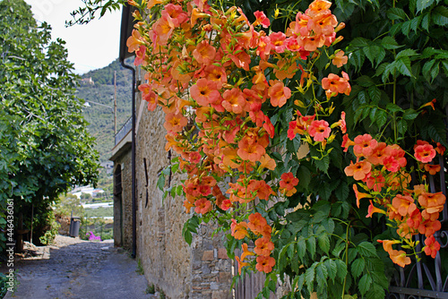 Bignonias en fleur à Taggia en Italie photo