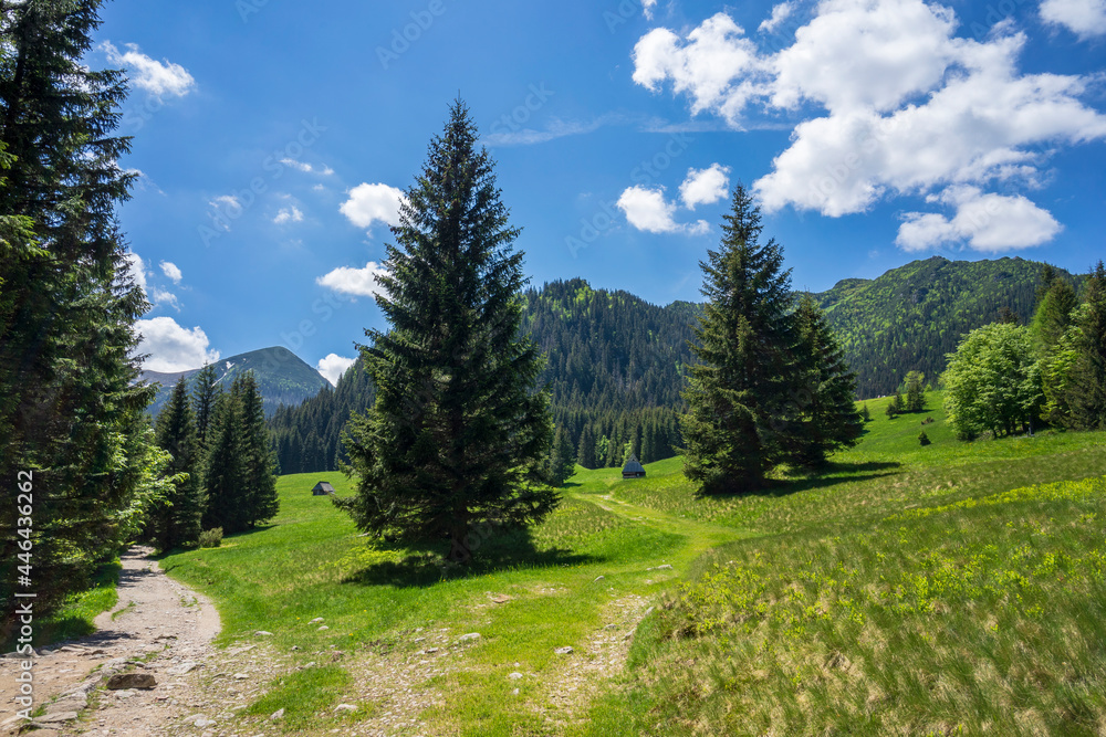 Fototapeta premium Kalatowki Glade in June. Western Tatra Mountains.