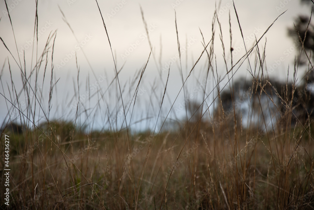Blades of Dry Grass on a Gloomy Day Blades of Dry Grass on a Gloomy Day