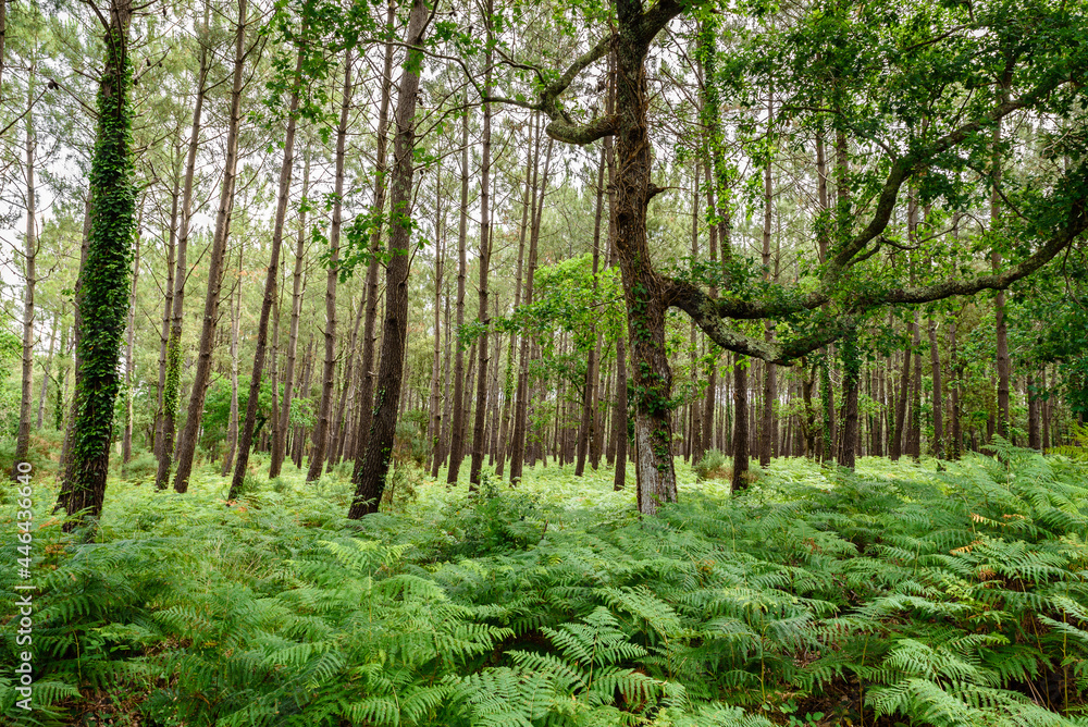 Green forest of ferns and tall trees Green forest of ferns and tall trees