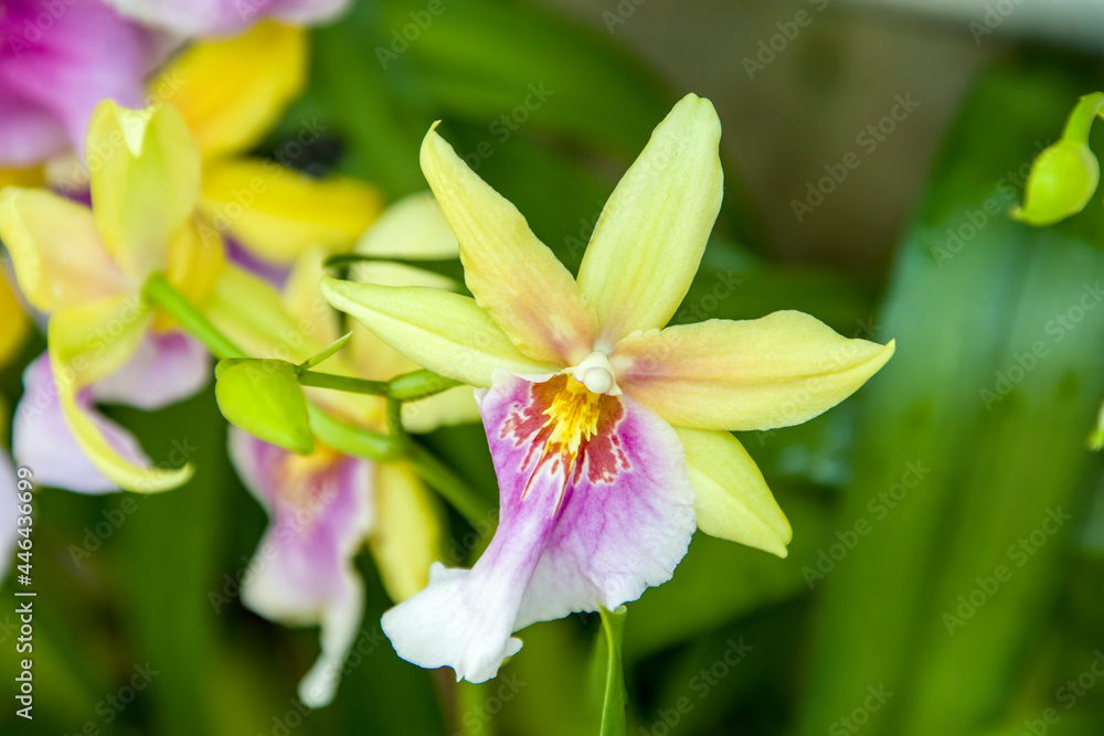 The Miltonia Sunset is a sympodial epiphyte orchid hybrid, a cross between the species Miltonia regnellii and the hybrid Miltonia Goodale Moir. The flowers are yellow in colour, with a purple lip. The Miltonia Sunset is a sympodial epiphyte orchid hybrid, a cross between the species Miltonia regnellii and the hybrid Miltonia Goodale Moir. The flowers are yellow in colour, with a purple lip.