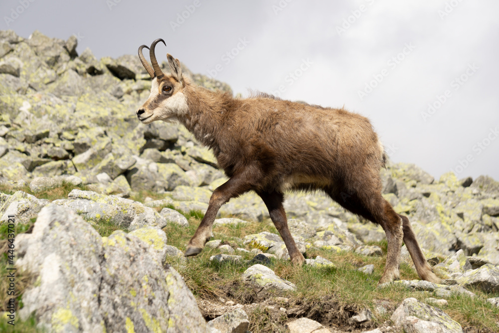 A chamois on a rock. Tatra Mountains.