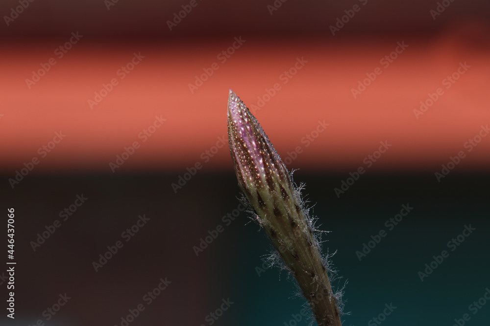 Naklejka premium Cactus flower bud with water droplets glistening in the sunlight.