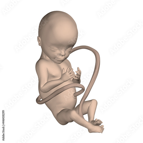 Realistic human fetus isolated on white background. 3D. Vector illustration