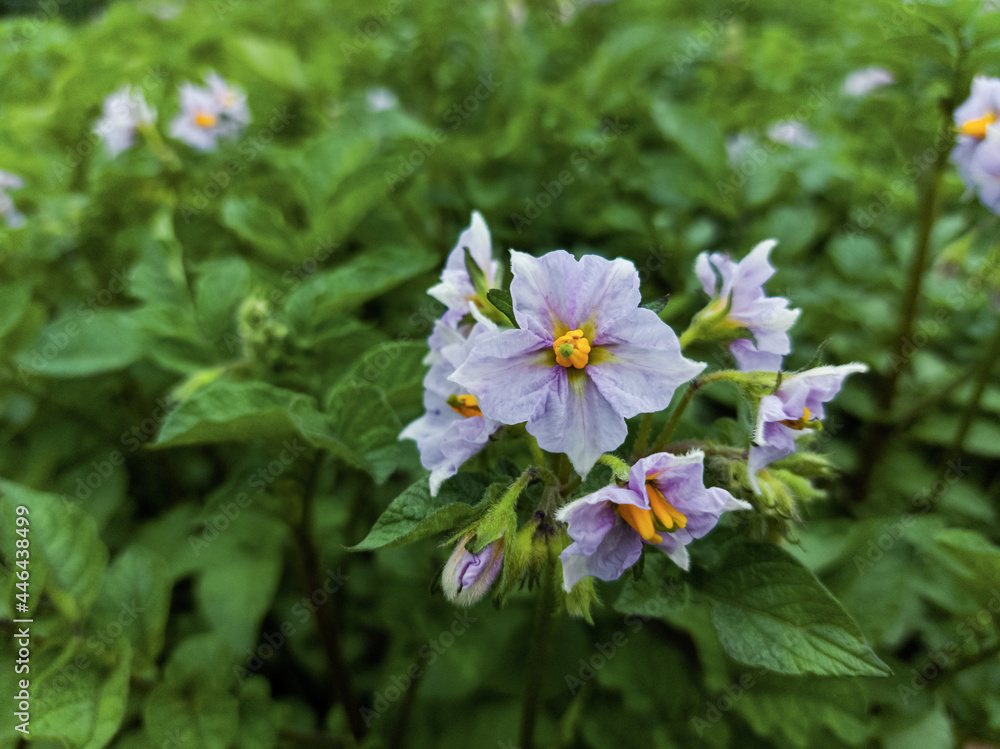 Potato top grass with blooming flower Potato top grass with blooming flower