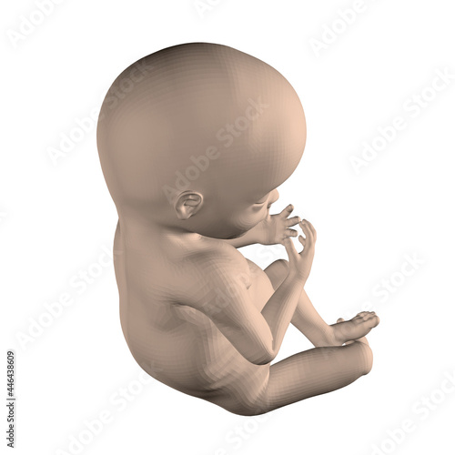 Realistic human fetus isolated on white background. 3D. Vector illustration