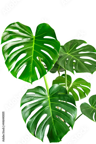 Monstera deliciosa or Swiss cheese plant on a white background.