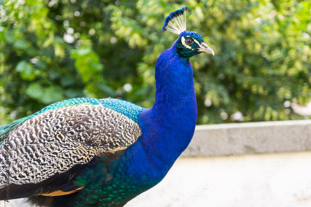 Portrait of male peacock (peafowl) Portrait of male peacock (peafowl)