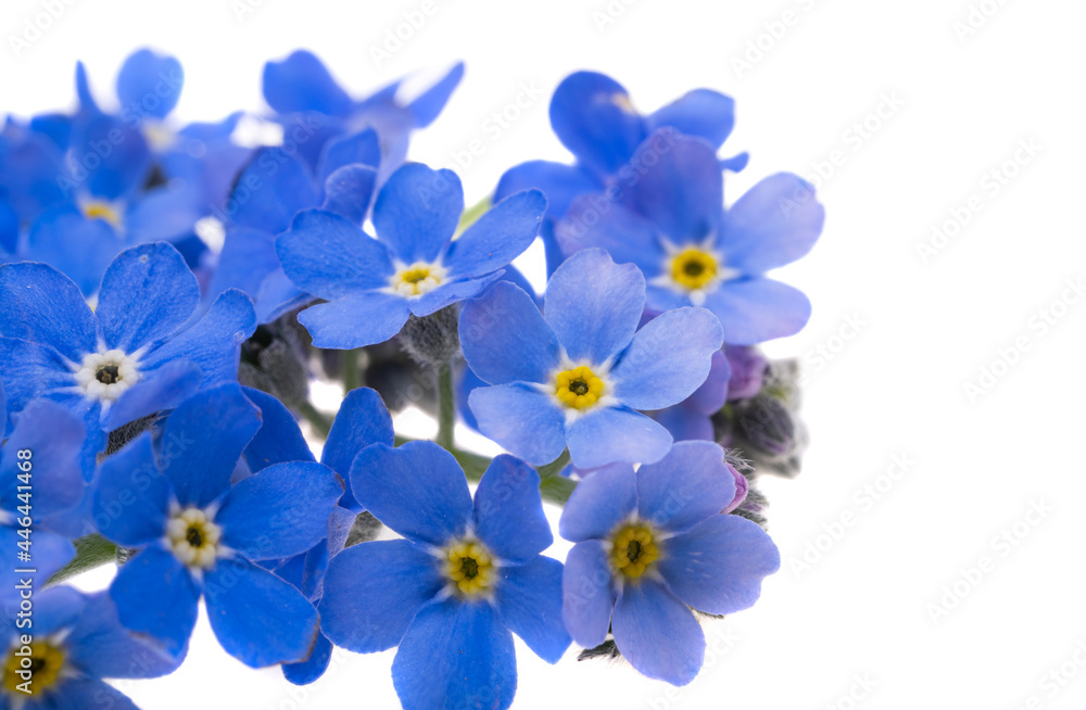 forget-me-not flowers isolated forget-me-not flowers isolated