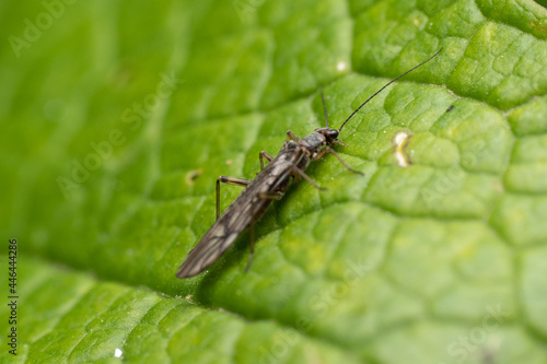 Closeup shot of a Thrips on a green leaf photo