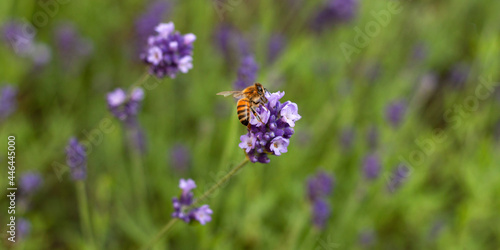 Bee on purple lavender flower