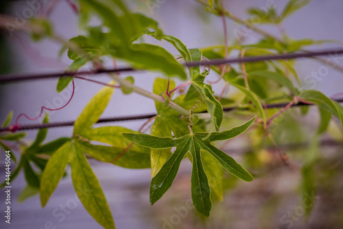 Closeup shot of Paliurus plant leaves photo