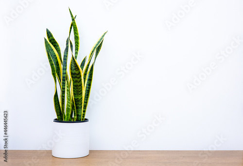 Fotografia Indoor house plant, Dracaena trifasciata also known as Sansevieria trifasciata,