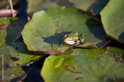 Green tree frog and water lilies on the surface of a clear water pond looks dreamy and beautiful.