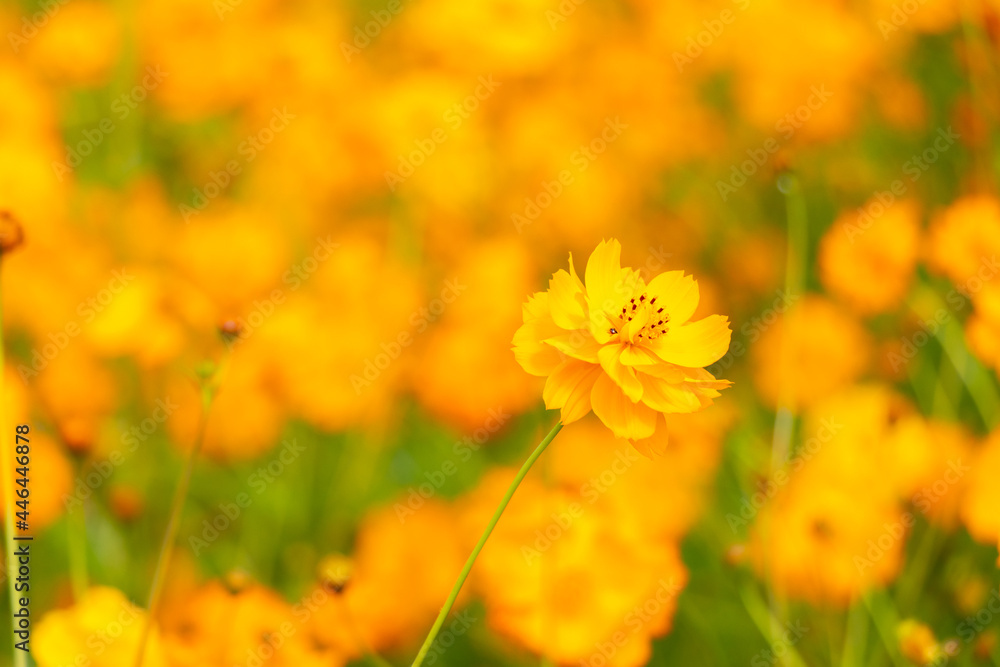 Beautiful yellow color cosmos (Cosmos sulphureus) flower field background Beautiful yellow color cosmos (Cosmos sulphureus) flower field background