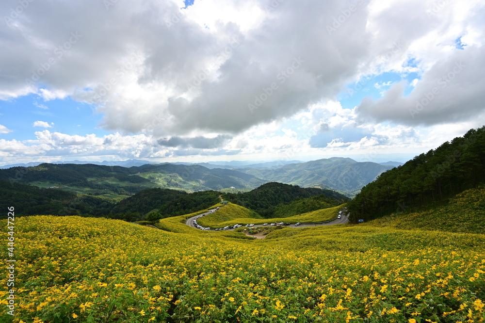 The view of the way up to Doi Mae U-Kho, Mae Hong Son Yellow Mexican sunflowers were in full bloom on both sides of the road, mountains, sky and white clouds. It is popular with tourists for traveling