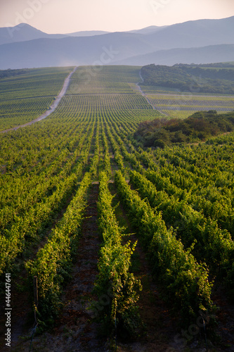 Beautiful view from the vineyards of Abrau on a summer evening