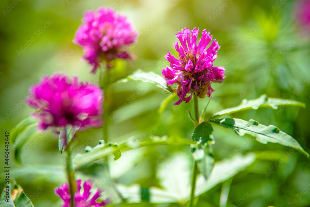 Clover flowers grow in the garden in summer
