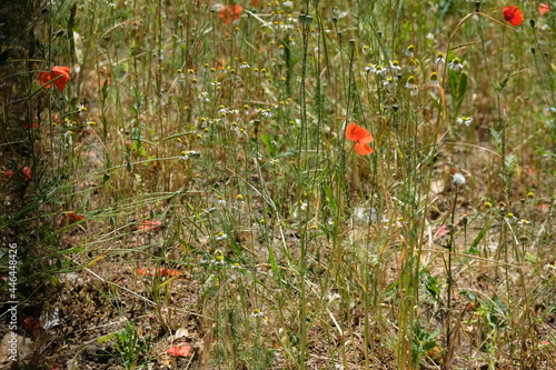 FU 2020-06-06 WeiAlong 62 Auf der Wiese blühen Mohnblumen photo