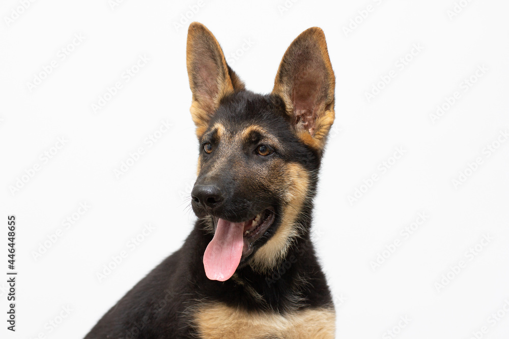 Close-up of German Shepherd puppy, 3 months old, in front of white background