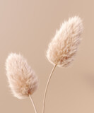 Dry fluffy flowers beige pastel color boho background 3d rendering. Abstract Pampas grass isolated