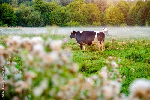 A cow is grazing in a meadow 