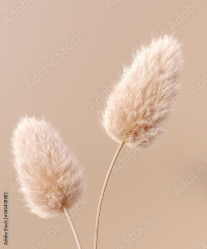 Quadro su tela Dry fluffy flowers beige pastel color boho background 3d rendering