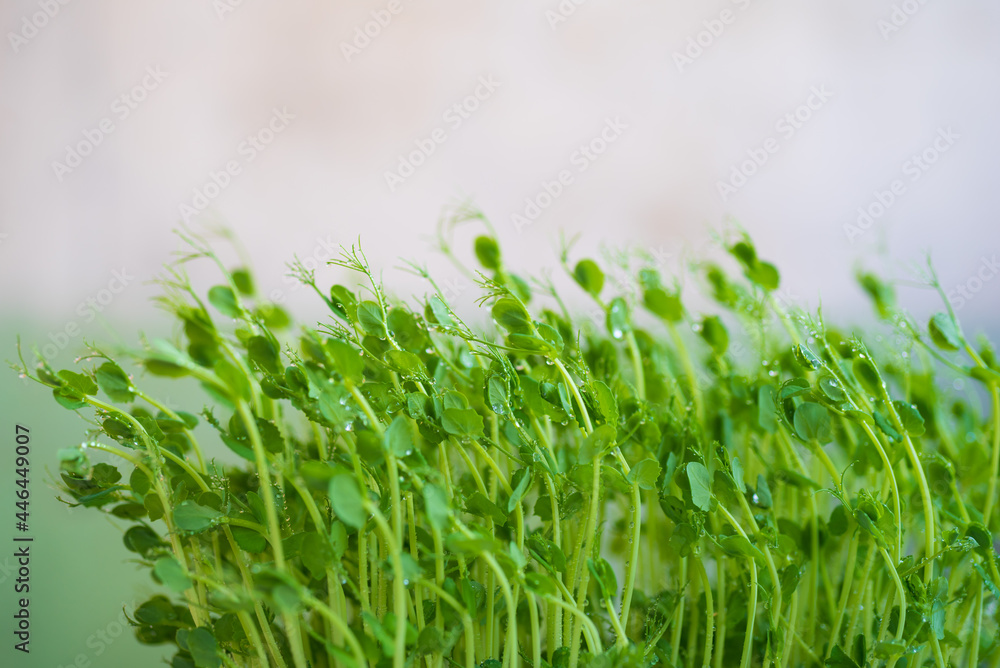 Pea microgreen sprouts close up. Supports the body with vitamins at any time of the year and in any place Pea microgreen sprouts close up. Supports the body with vitamins at any time of the year and in any place