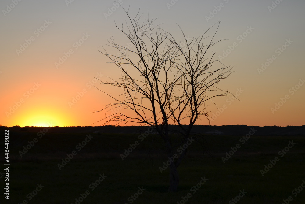 Dry tree on the background of the sunset. Dry tree on the background of the sunset.