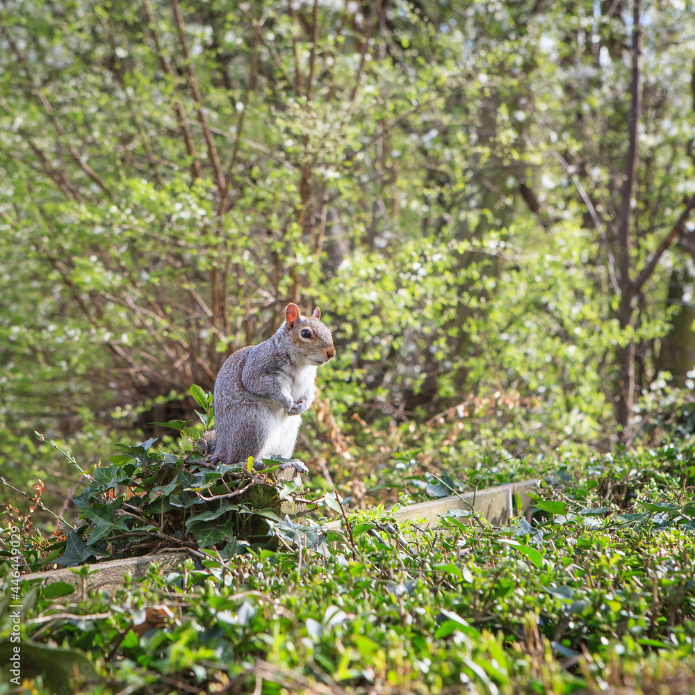 Gray squirrel sits in the grass in the city park Gray squirrel sits in the grass in the city park