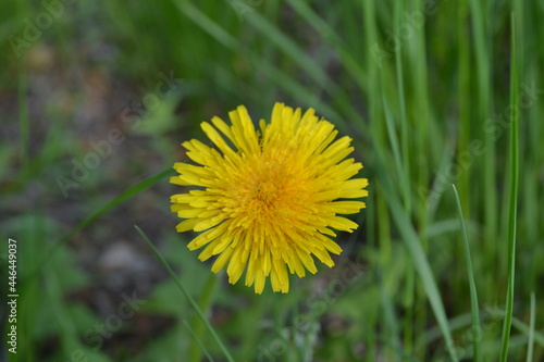 Yellow dandelion flower.