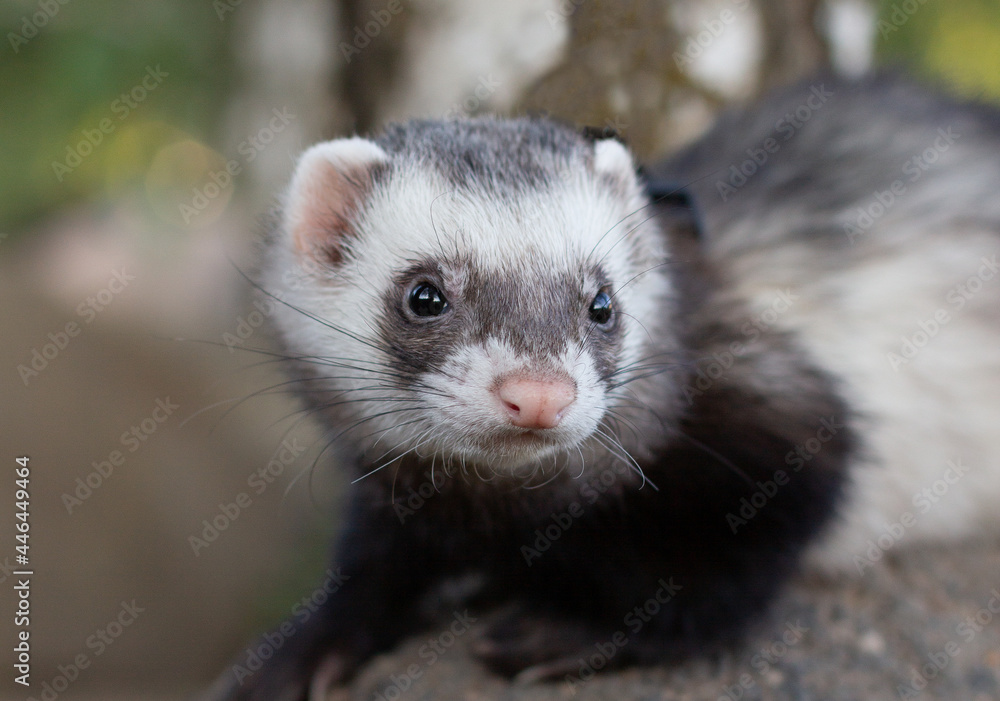 Sable ferret, Mustela putorius, walking on the green grass Sable ferret, Mustela putorius, walking on the green grass