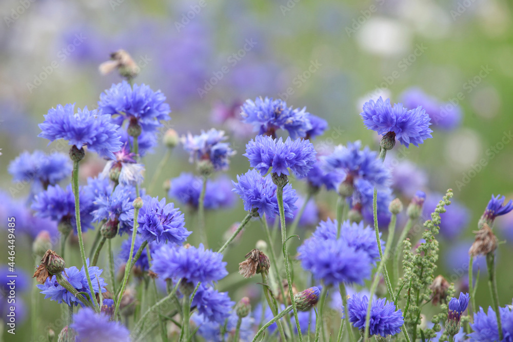 Blue cornflower 'Bachelor's button' in flower Blue cornflower 'Bachelor's button' in flower