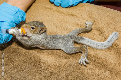 Εκτύπωση καμβά Syringe feeding an orphaned Gray Squirrel